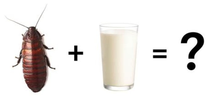 What is cockroach milk?
