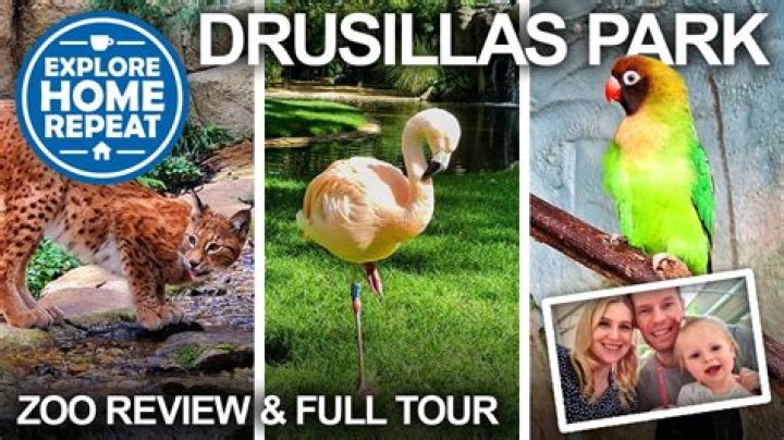 What is drusillas curse?