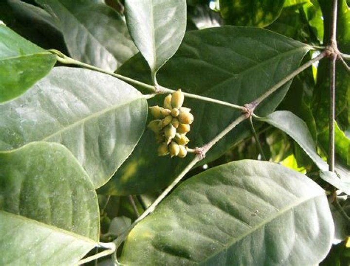 What is Gnetum used for?