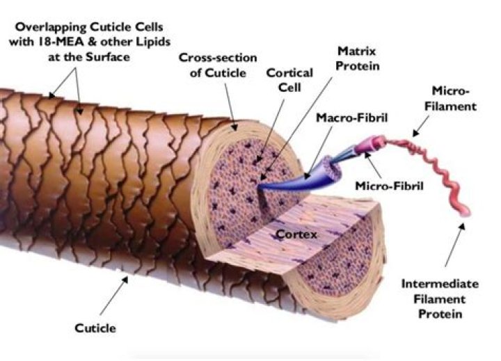 What is hair made of?