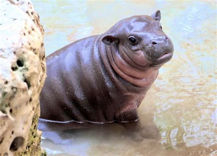 What is Hippo in Setswana?