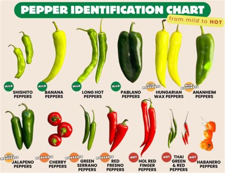 What is Mexican pepper?