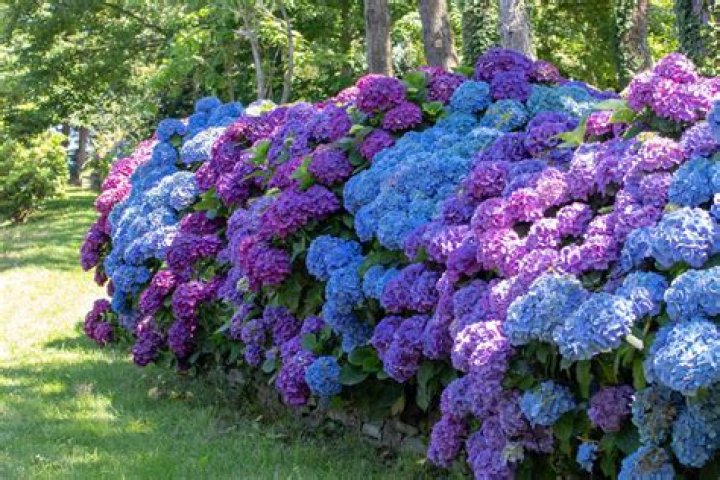 What is the best location for hydrangeas?