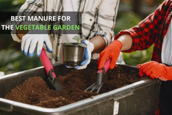 What is the best manure for vegetable gardens?