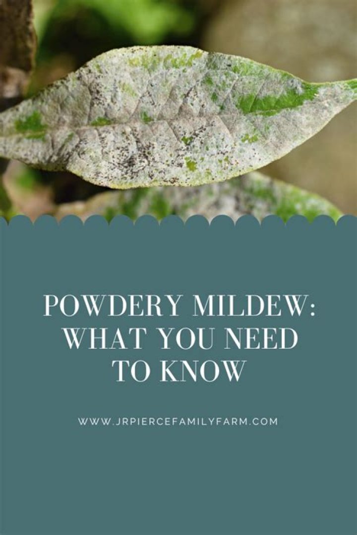 What is the best treatment for powdery mildew?