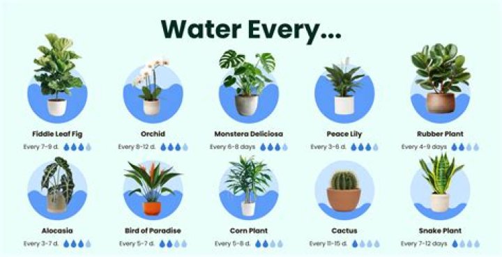 What is the best way to water indoor plants?