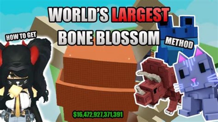 What is the biggest bone?