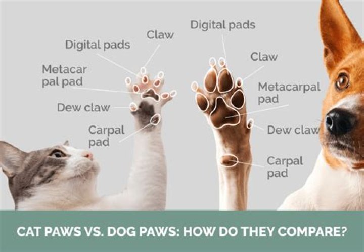 What is the extra pad on a dog paw?