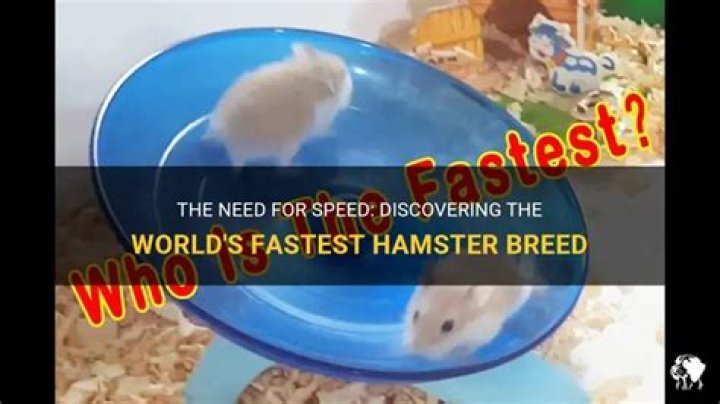 What is the fastest hamster?