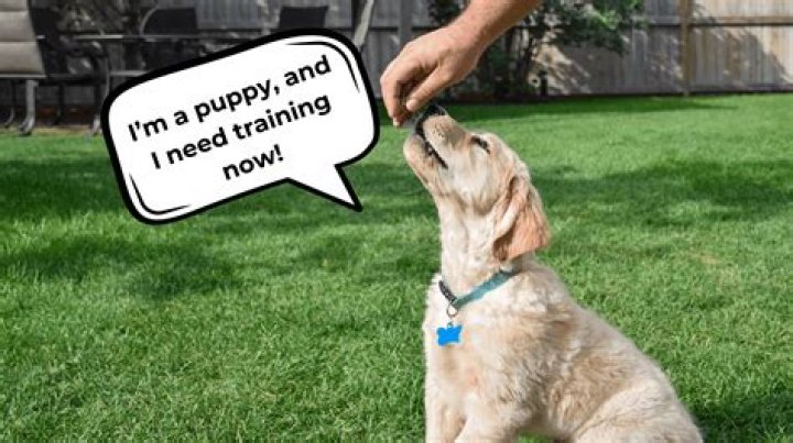 What is the first thing you should train your puppy?