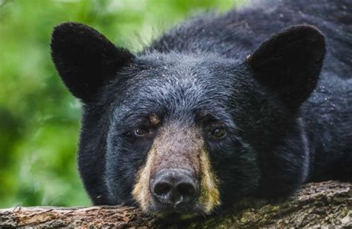 What is the friendliest bear?