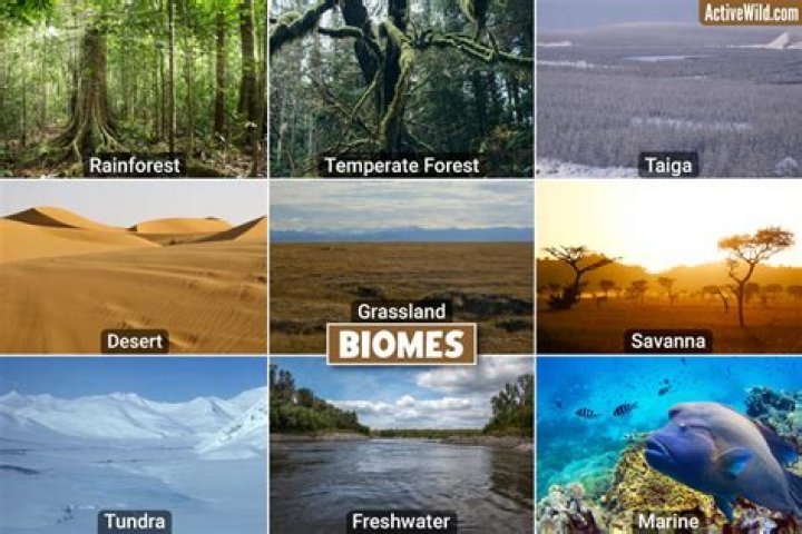 What is the ice biome?