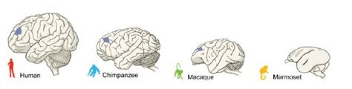 What is the monkey brain?
