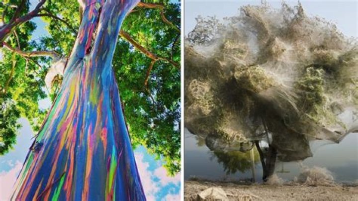 What is the most beautiful tree?