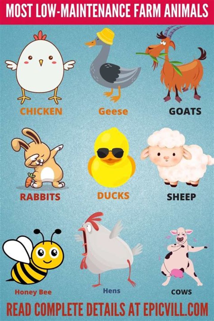 What is the most low maintenance farm animal?