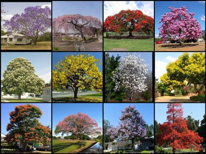 What is the prettiest flowering tree?