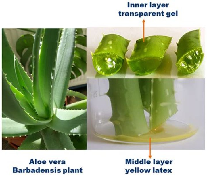 What is the purest form of aloe vera?
