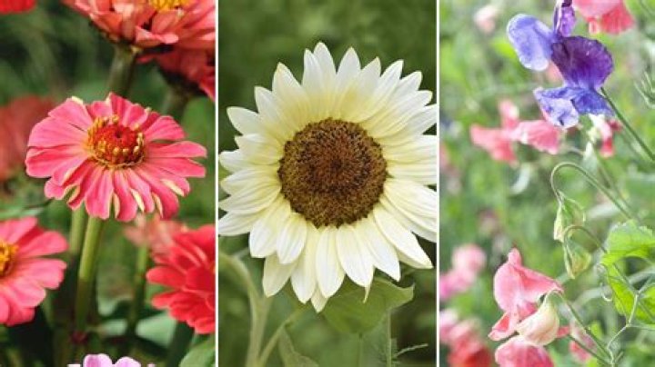 What is the quickest flower to bloom?
