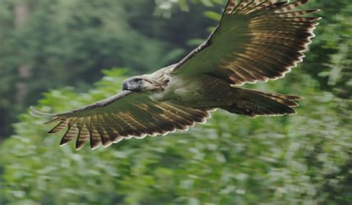 What is the rarest eagle?