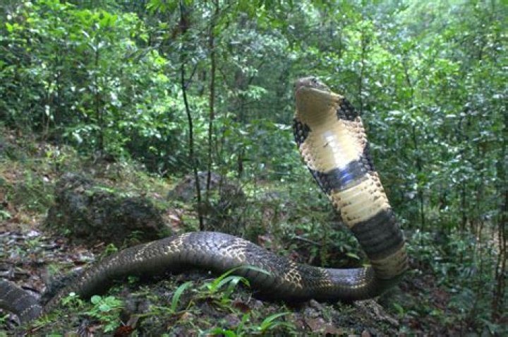What is the rarest king cobra?