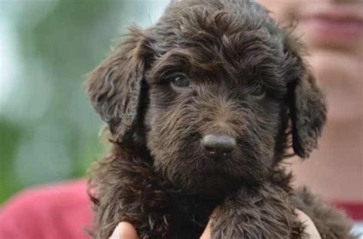 What is the rarest Labradoodle color?