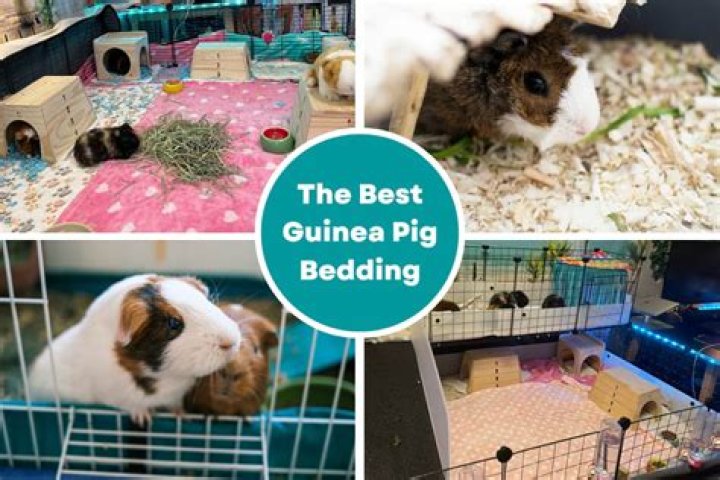 What is the safest bedding for guinea pigs?