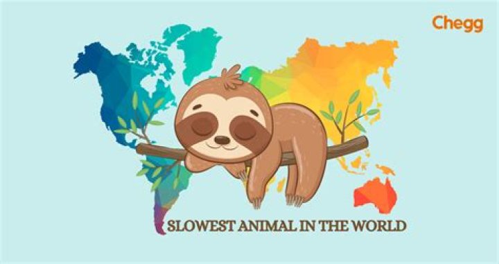 What is the slowest bear?