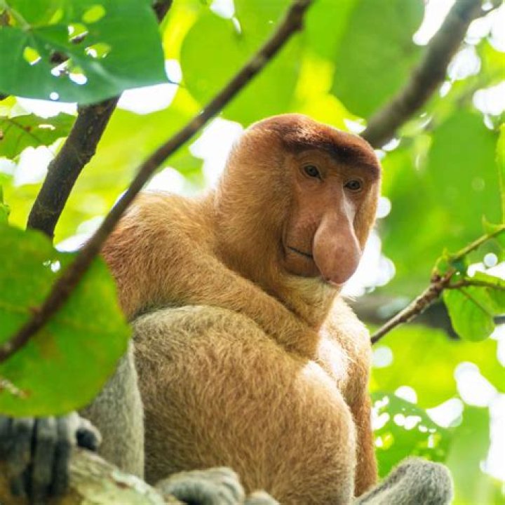 What is the stupidest monkey?