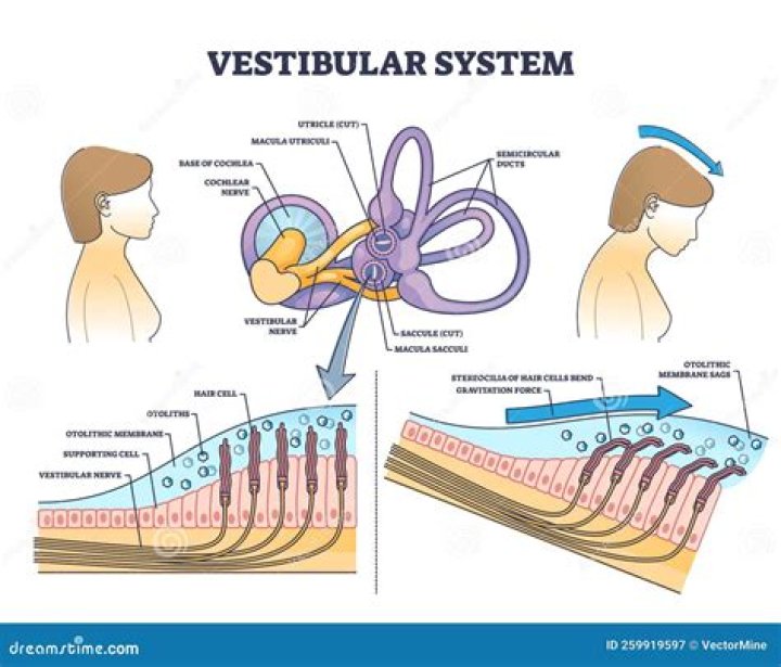 What is the vestibular window?