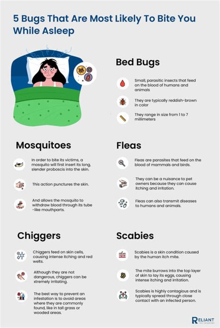 What keeps biting me at night in bed?