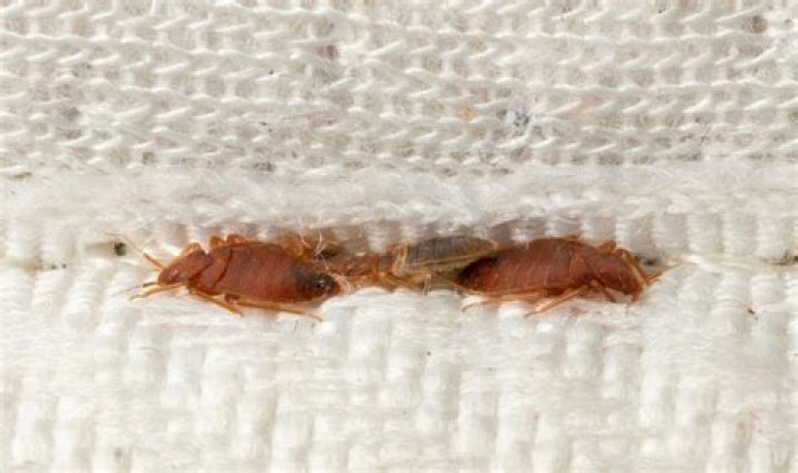 What kills bed bugs instantly and their eggs?
