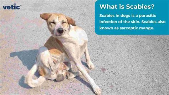 What kills scabies and their eggs?