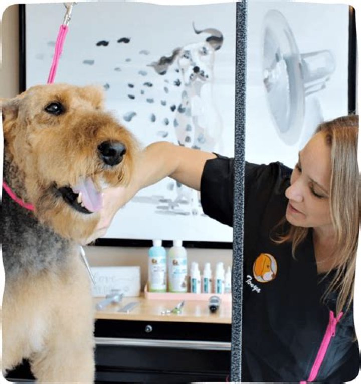 What kind of brush do dog groomers use?