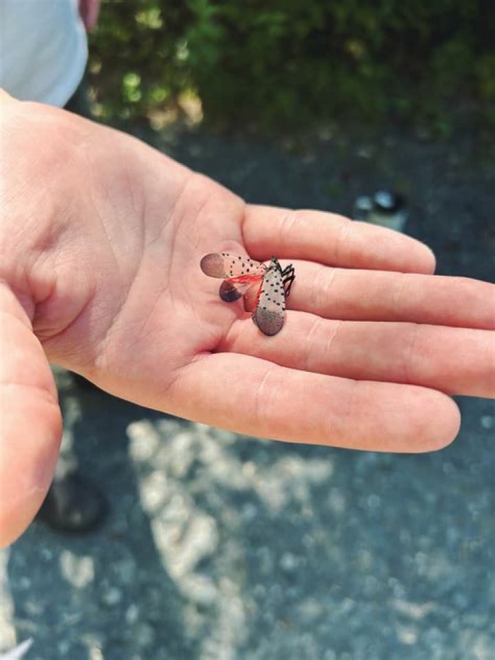 What kind of bug gets under your skin?