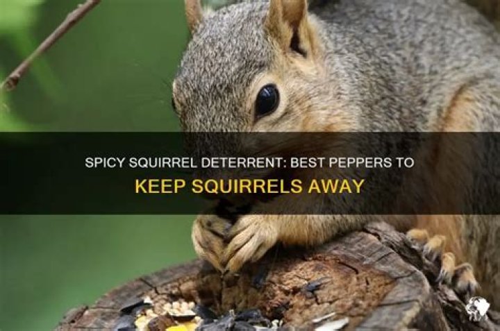 What kind of pepper keeps squirrels away?