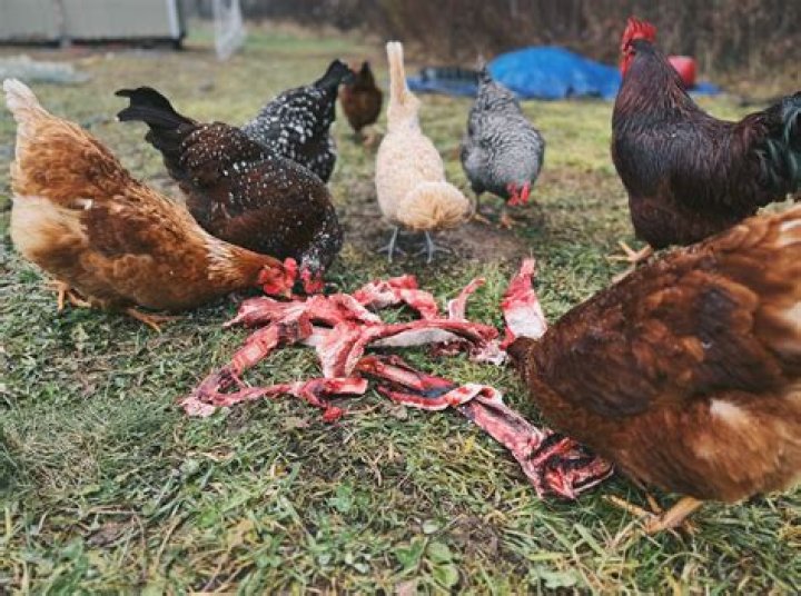 What kind of shade do chickens need?