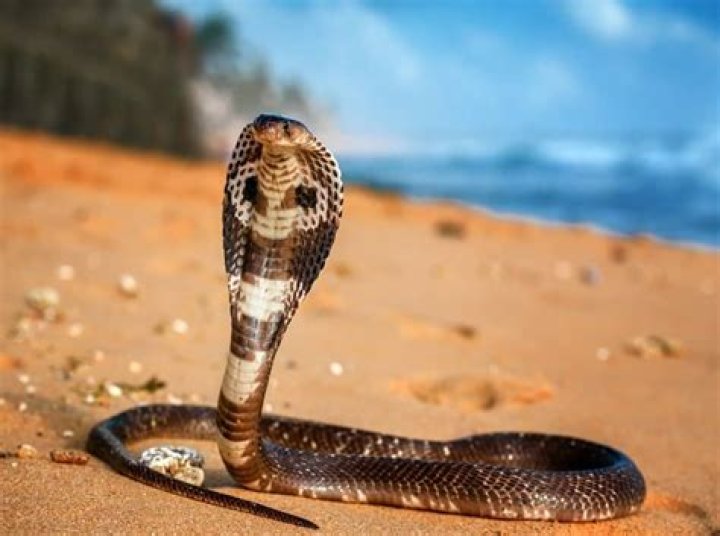 What kind of snake puffs up like a cobra?