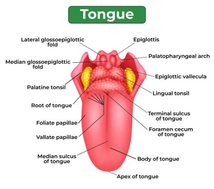 What kind of tongue can't be pierced?
