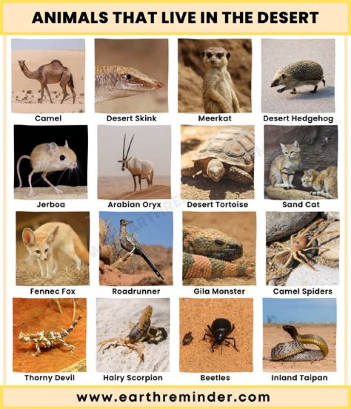 What lives in holes in the California desert?