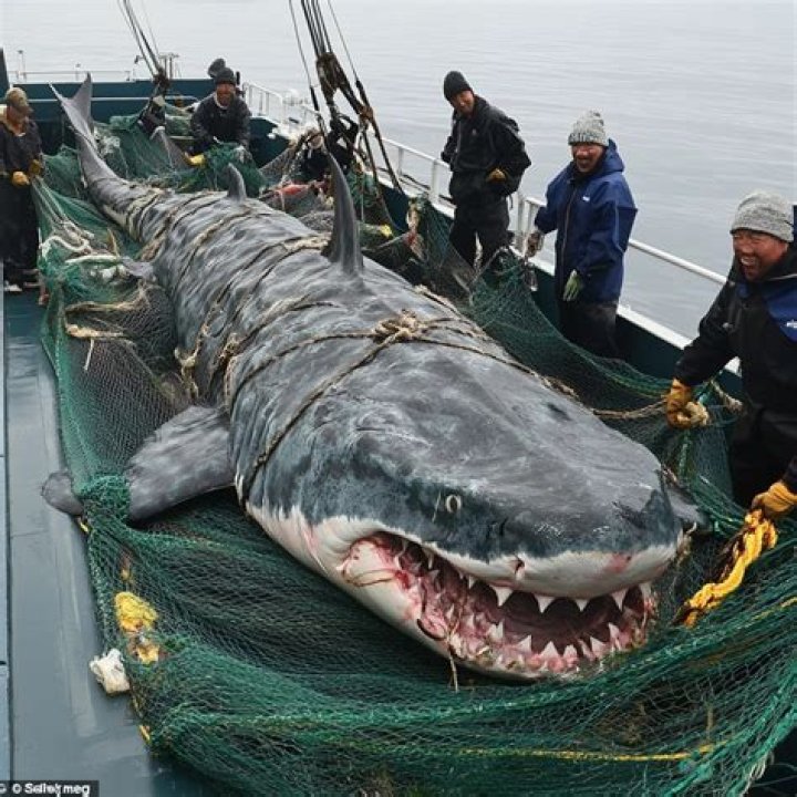 What monsters exist in real life?