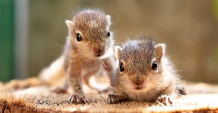 What month do baby squirrels leave the nest?