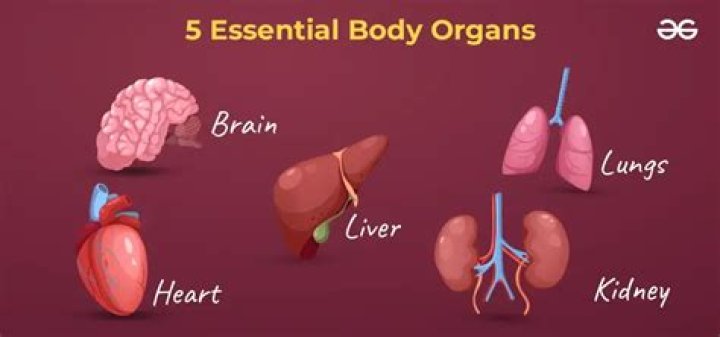 What organs are affected by sjogrens?