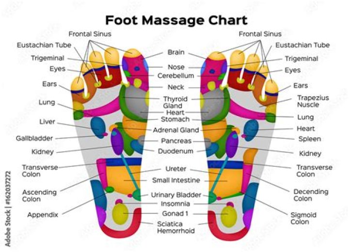 What organs are connected to your feet?
