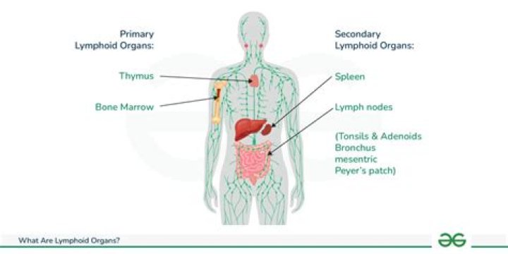 What organs are working at 2am?