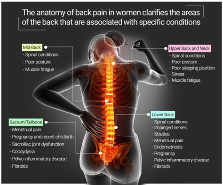 What organs cause back pain?