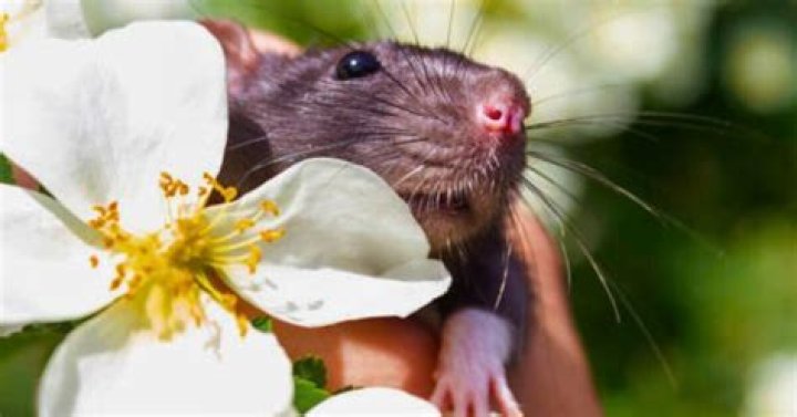 What plants do rats hate?