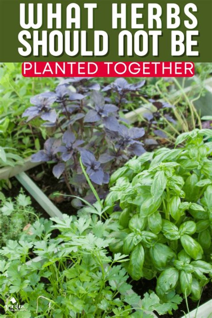 What plants should be kept away from cats?