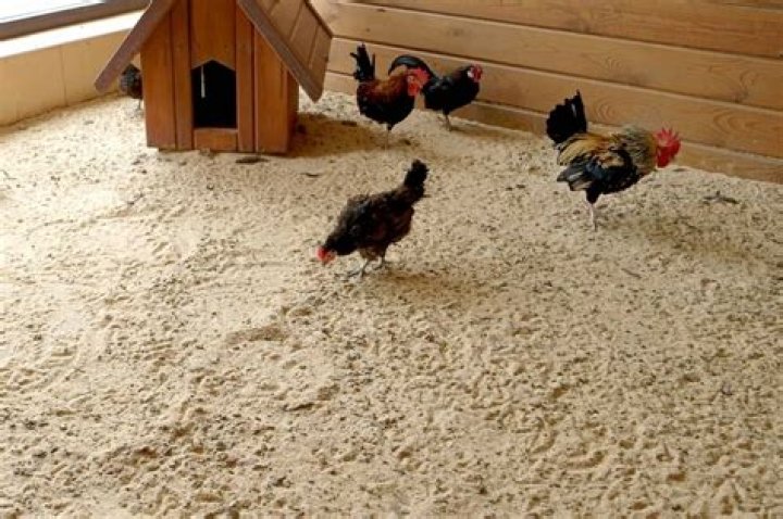 What should I use for bedding in my chicken coop?