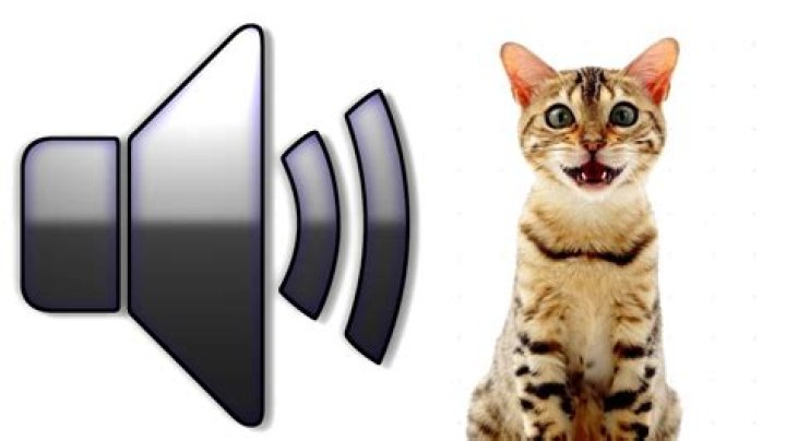 What sounds annoy a cat?