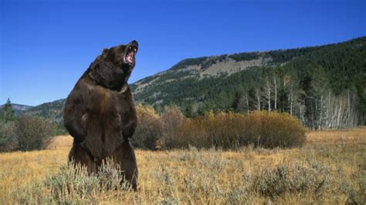 What state has the most bear attacks?